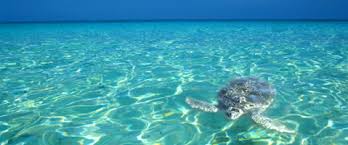 Transparência só na água do mar. Foto carib.com