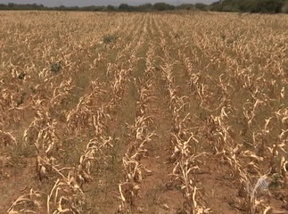 Plantação na seca (acopaccaldeiraoaraci.blogspot.com)