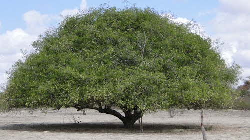 Umbuzeiro dos suicidas (www.onordeste.com)